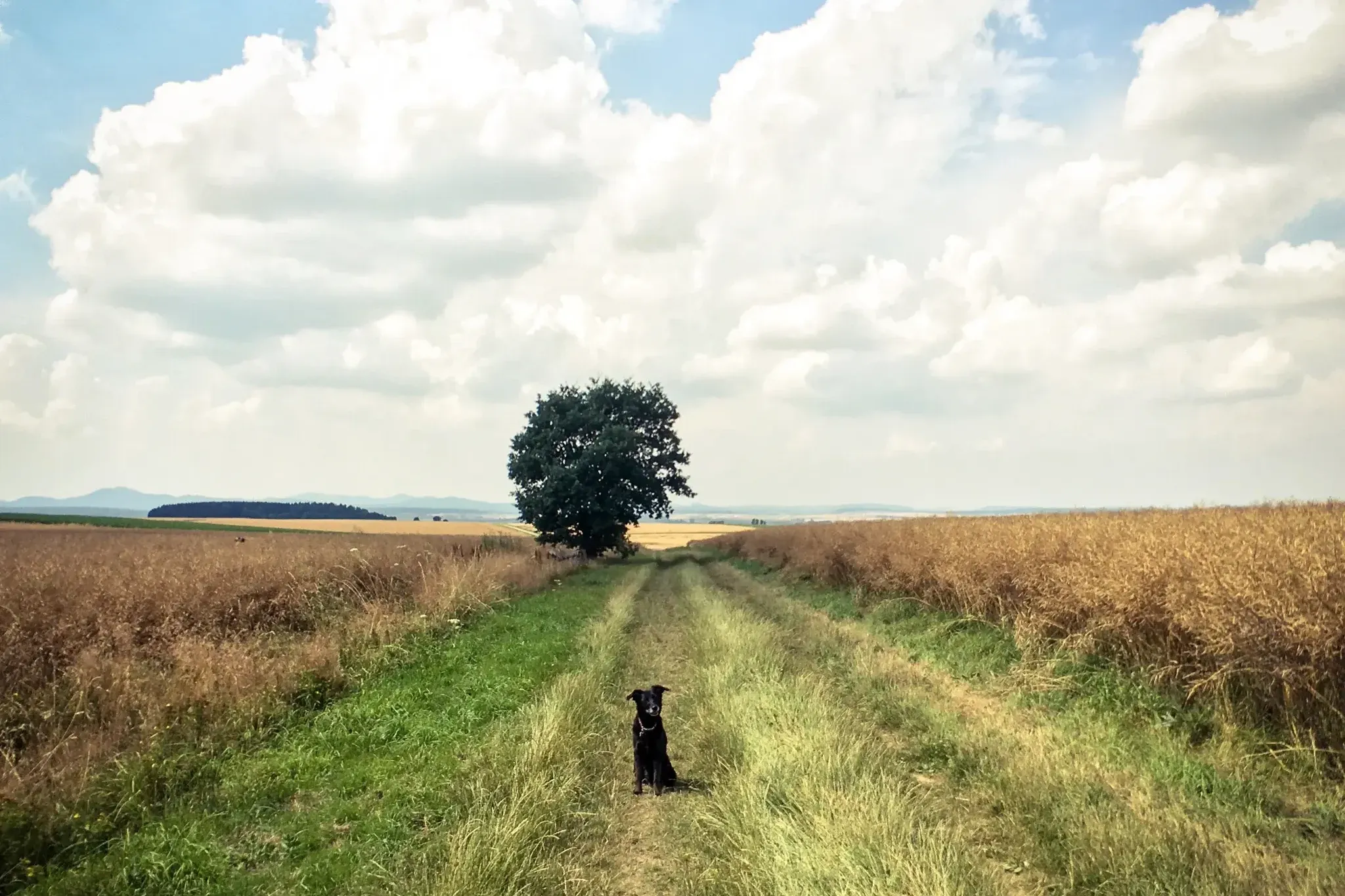 Feldweg zwischen Feldern zu einem einzelnen Baum, ein Hund sitzt auf dem Weg